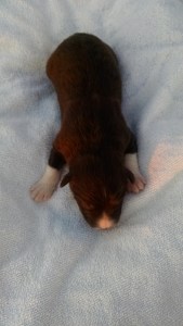 Phone Download July 2015 320