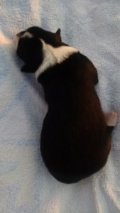 Phone Download July 2015 323