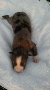 Phone Download July 2015 334