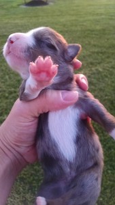 Phone Download July 2015 335