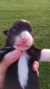 Phone Download July 2015 344