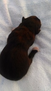 Phone Download July 2015 345